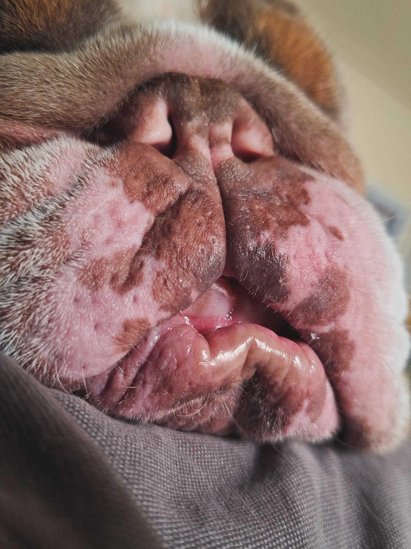 Looks like it's an extended lunch break. Bruce has decided to use my leg as a pillow for his fifth nap of the morning 🙄

#bulldog #dogsofinstagram #dogs #easylife #snooze