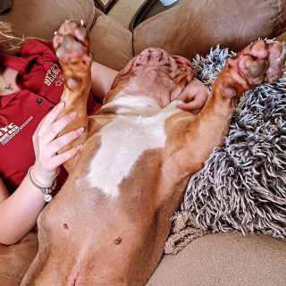 The office manager has decided it's too hot to do anything. He has insisted it's tools down and sit in front of the fan day. 😂

#bulldog #englishbulldog #dogsofinstagram #dogs #summertime